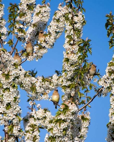 Free picture: flock, Cedar, waxwings, bird, tree