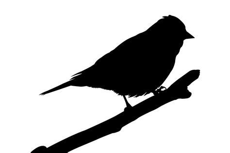 Sparrow Silhouette Graphic by Illustrately · Creative Fabrica