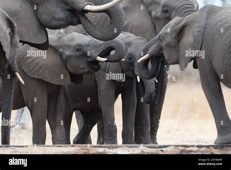 Elephant herd in the wilderness of Africa Stock Photo - Alamy