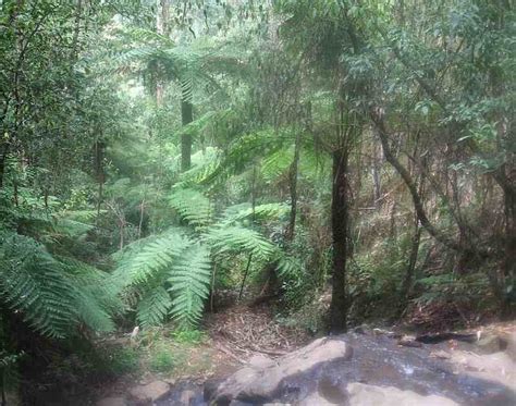 Tracks Trails And Coasts Near Melbourne Mechanics Track To The