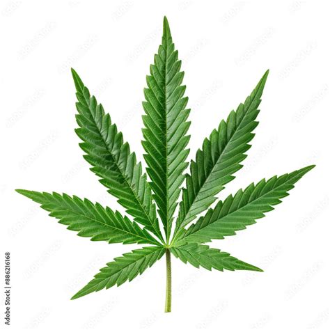 green cannabis leaf isolated stock photo adobe stock