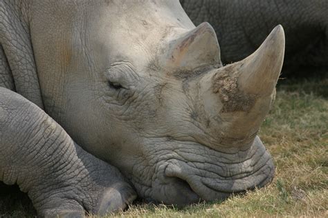 Cleveland Zoo expecting baby rhino | 9news.com