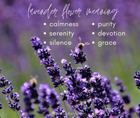 Lavender Flower: Colors, Meaning, and Symbolism - Beautiful Versatile Herb