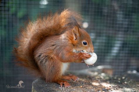 Eichhörnchen füttern Was fressen Eichhhörnchen Eichhörnchen im Garten