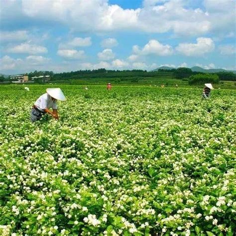 茉莉花已经成为广西横州市这座被誉为“中国茉莉之乡”“世界茉莉花都” 知乎