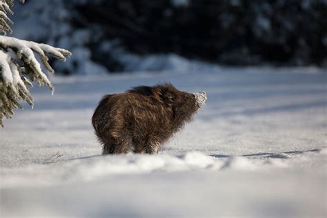 19 Gorgeous Photographs Of Wild Animals During Winter Time