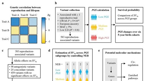 Unraveling the Genetic Interplay between Reproduction and Lifespan: A ...