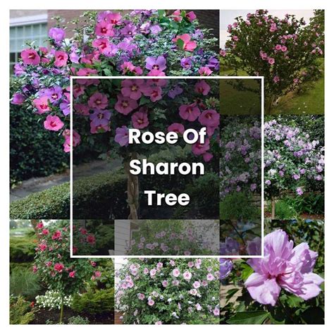 How To Grow Rose Of Sharon Tree Plant Care And Tips Norwichgardener