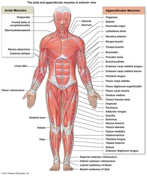 A Venn Diagram Of The Musculoskeletal System Musculoskeletal