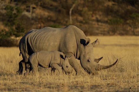 ongava game reserve africas eden travel trade show