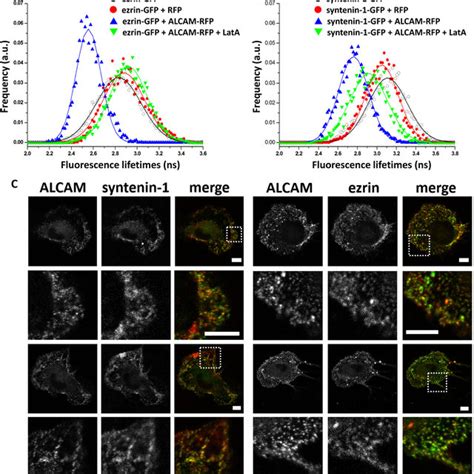 Ligand Independent Interaction Between Alcam And Actin Is Detected By Download Scientific