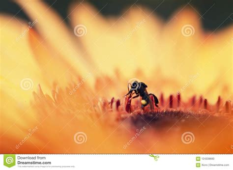 Macro Shot, Black Bee Stinging a Flower Looking for Pollen with Stock ...