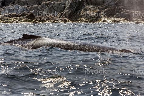 Humpback Whaleblowhole And Spray Stock Photo Download Image Now