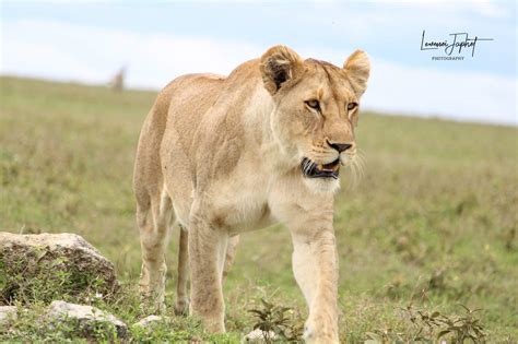 Experience The Spectacular Day Maasai Mara And Lake Nakuru National