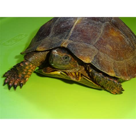 Spiny Turtle – adult – Strictly Reptiles Inc.