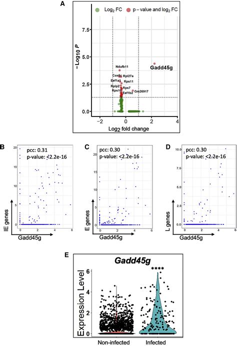 Single Cell Rna Sequencing Reveals A Strong Connection Between Gadd G