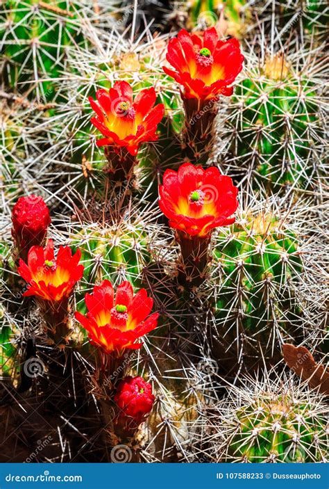 Bright Red Barrel Cactus Flowers Stock Image - Image of pair, colorful ...