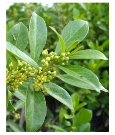 Kapebonavista Gymnema Sylvestre Nagapushpi Plant Raw Herbs 1 No S Pack