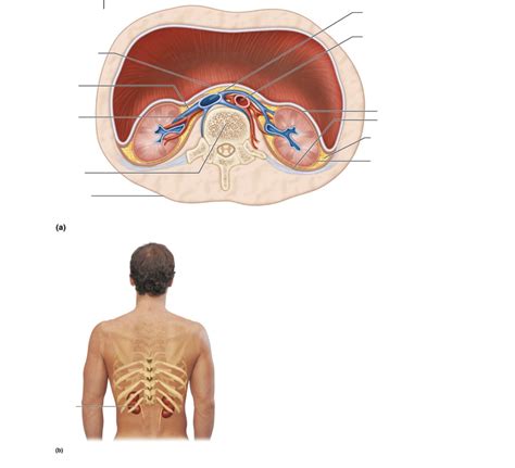 Lab Exam 3 BIO 205 Pt 18 Diagram Quizlet