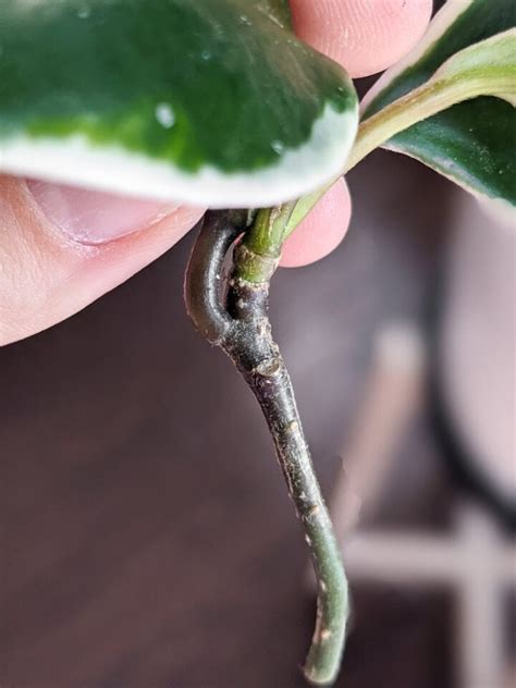 Hoya Carnosa Propagation Guide - By Brittany Goldwyn | Live Creatively