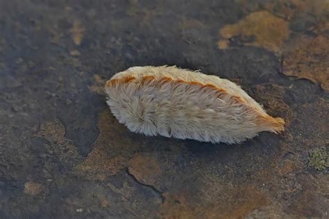 Asp Moth Caterpillar | Nikonites - Nikon User Community