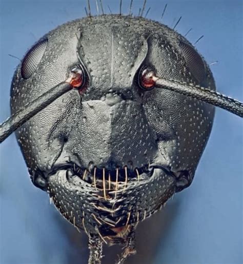 This is an Ants face close up. : r/TerrifyingAsFuck