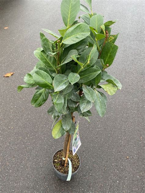 Laurierkers Op Stam Prunus Laurocerasus Etna Laagstam