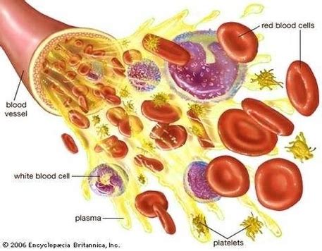 blood composition diagram anatomy system human body anatomy diagram
