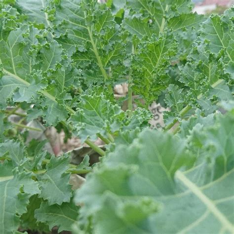 Siberian Kale Seeds Bulk Kale Seeds For Sale Everwilde Farms