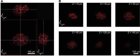 Frontiers A Microphysiological Cell Culturing System For