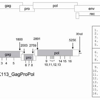 Schematic Representation Of The HERV K113 Provirus And Structure Of The