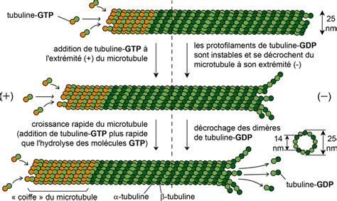 Sch Matisation De La Structure Et Des M Canismes De Polym Risation