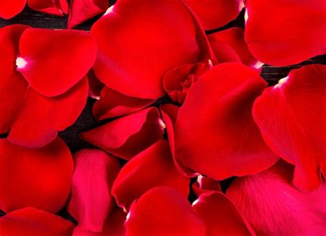 Premium Photo Red Rose Petals