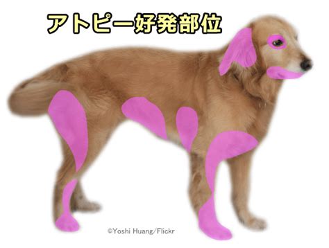 犬のアトピー性皮膚炎～症状・原因から治療・予防法まで皮膚病を知る 子犬のへや