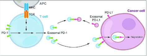 A Proposed Model Of Pd L1 Blockade By Activated T Cell Derived Exosomal Download Scientific