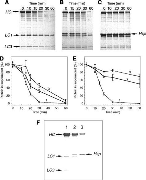 Small Heat Shock Protein Hsp27 Protects Myosin S1 From Heat‐induced