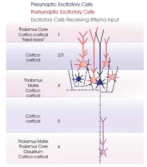 Layer 4 Spiny Excitatory Cells The Two Major Subclasses Of Layer 4