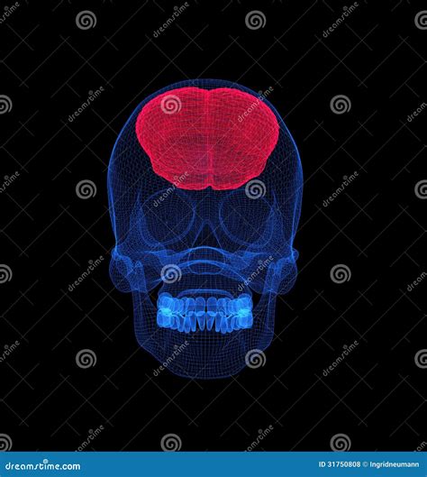 Human Brain With Skull X Ray View Royalty Free Stock Photos Image