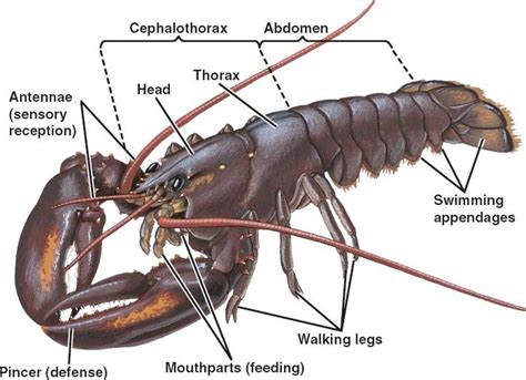 Arthropod Biology Project