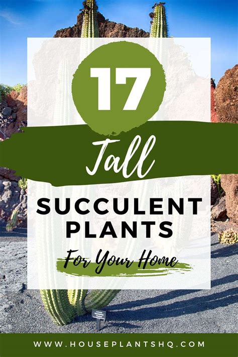 Vertical Greenery: 17 Top Tall Succulent Plants for Your Home ...