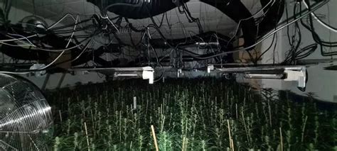 The Massive £1 2m Cannabis Farm With A Staggering 3 000 Plants Found In