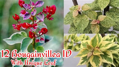 12 Bougainvillea ID With Unique Leaf Golden Sunshine Sufia Indiana