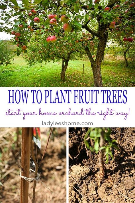 How To Plant Fruit Trees Start Your Home Orchard The Right Way