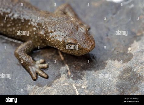 Pyrenean Brook Salamander Calotriton Asper Hi Res Stock Photography And