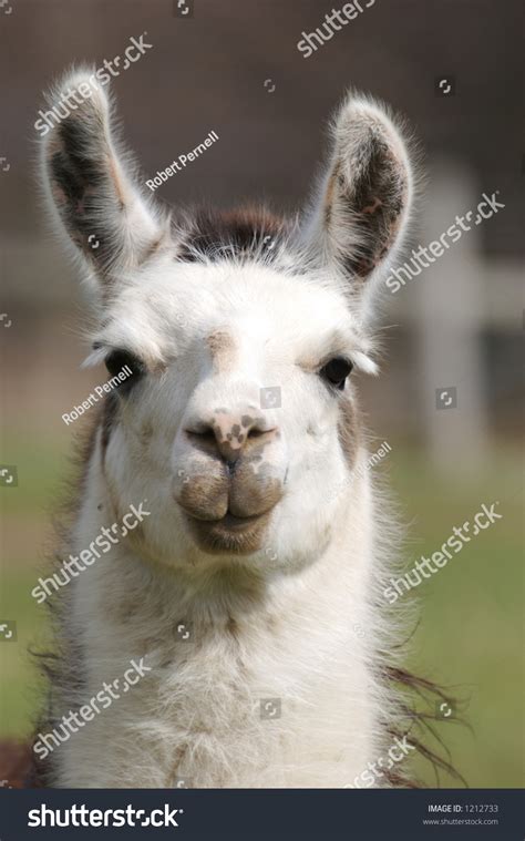 Llama Close Up Stock Photo 1212733 : Shutterstock