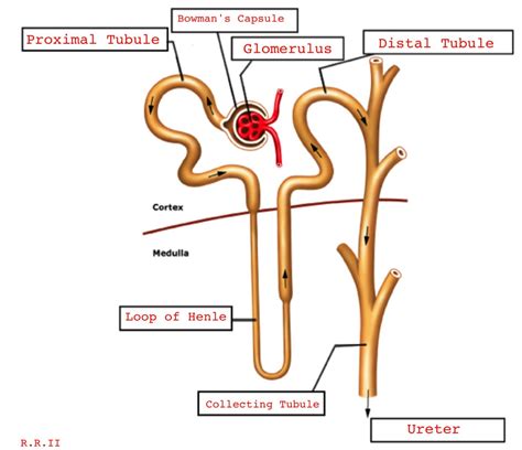 Blank Diagram Of Nephron