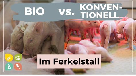 Bio Vs Konventionell Sauen Ferkel YouTube