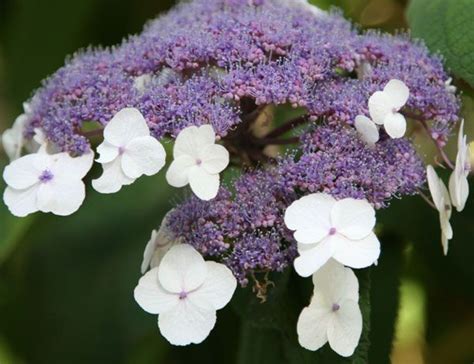 Hydrangea Aspera Villosa Group Rough Leaved Hydrangea Hydrangea