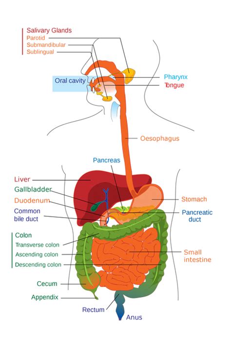 Designing A Model Of The Human Digestive System Unit Plan — Science Learning Hub