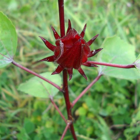 roselle hibiscus sabdariffa seeds